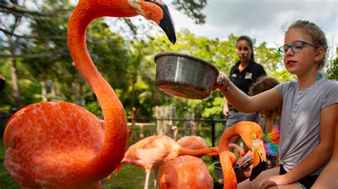 Flamingos in Florida: Five facts about the pink-feathered birds