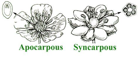 TRICK TO LEARN EXAMPLES OF SYNCARPOUS AND APOCARPOUS OVARY EXAMPLES ...