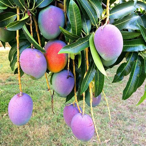 Mango on My Mind | Hawaii.com | My favorite fruits | Pinterest | Hawaii, Fruit drinks and Veggies