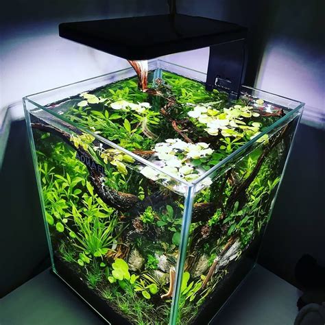 Aquarium lighting- the importance of day and night cycle