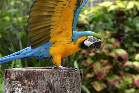 Blue-and-yellow Macaw - Zoo Atlanta