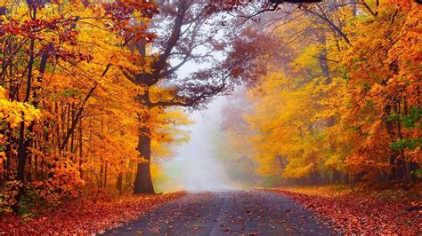 Fog in the autumn forest HD desktop wallpaper : Widescreen : High ...