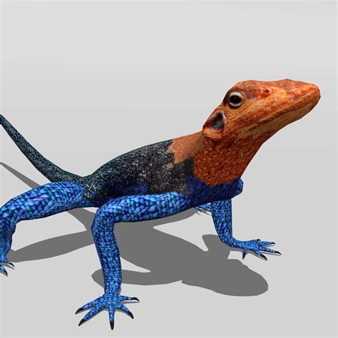 Agama Lizard - 3D Model by rmilushev