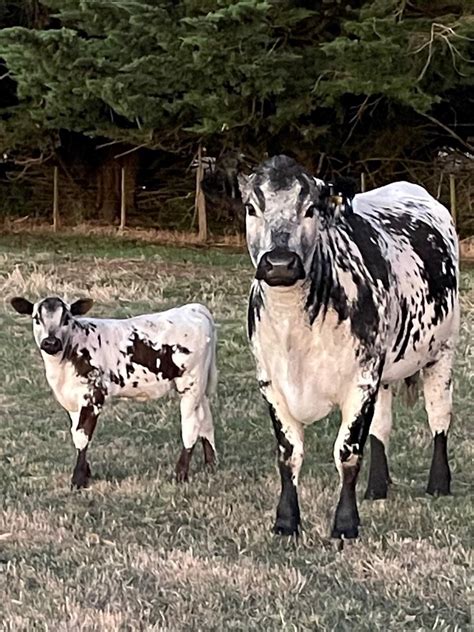 How Speckle Park Cattle Are Different Than Other Cattle in Victoria ...