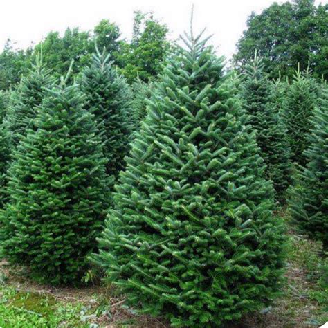 Balsam Fir Christmas Tree – Christmas Delivered