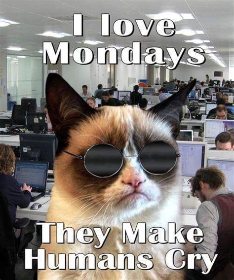 Grumpy Cat hates Mondays | Funny grumpy cat memes, Funny cat memes ...