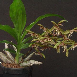 CATASETUM fimbriatum – Orquidário Seidel