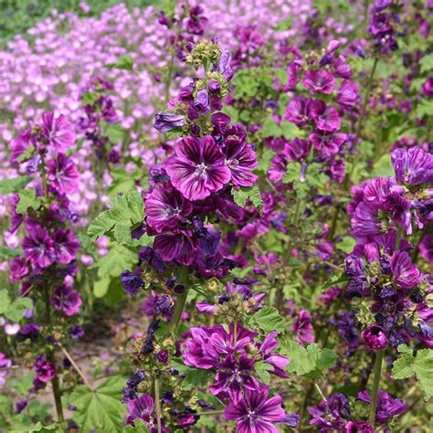 Common Mallow 'Mauritanica' | Malva sylvestris | De Bolster Organic Seeds