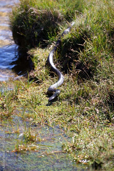 Tasmanian Tiger Snake (Notechis scutatus), is one of the most venomous snakes on earth. This ...