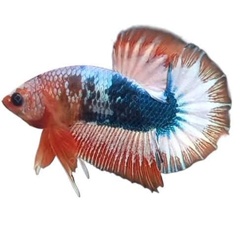 Fancy Betta Fish, Betta Fish, Fish, Betta PNG Transparent Clipart Image and PSD File for Free ...