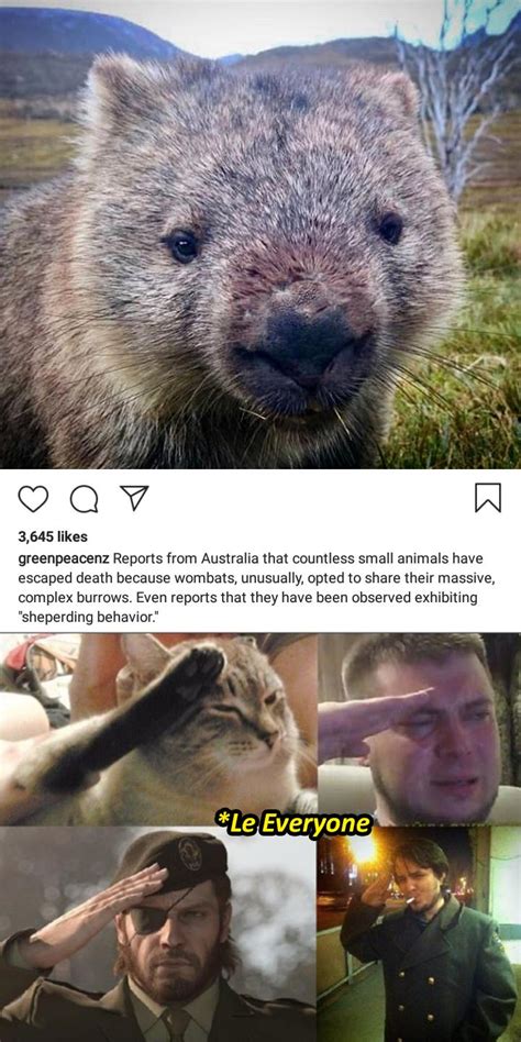 "Wombats" The Real MVP in the Game | /r/wholesomememes | Wholesome Memes | Know Your Meme