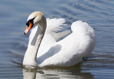 The Mute Swan - The Elegant Inhabitant Of Water