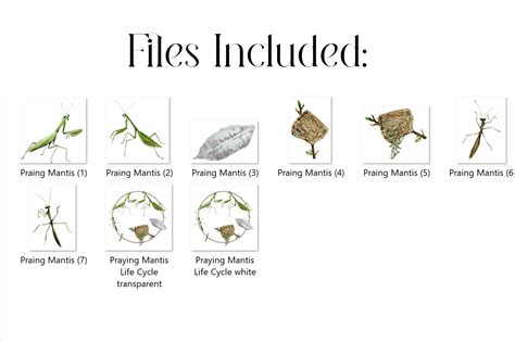 Watercolor Praying Mantis Life Cycle and Clip Arts - Etsy Ireland