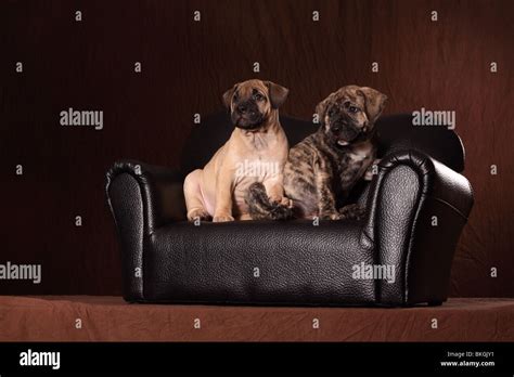 Dogo Canario Welpen / Dogo Canario Puppies Stock Photo - Alamy