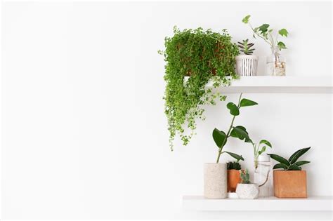 Free Photo | Plant wall shelf with blank space