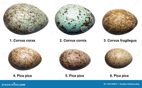 Eggs Of Birds Of Crow Family (corvids). Stock Image - Image: 15610083