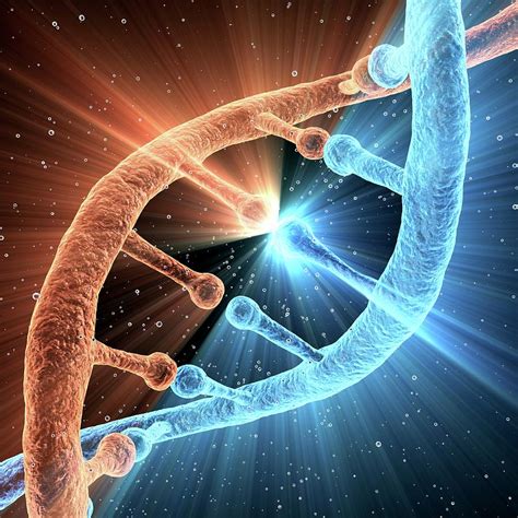 Dna Molecule Photograph by Alfred Pasieka/science Photo Library