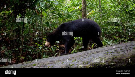 Sun Bear, Helarctos malayanus, Bornean Sun Bear Conservation Centre ...