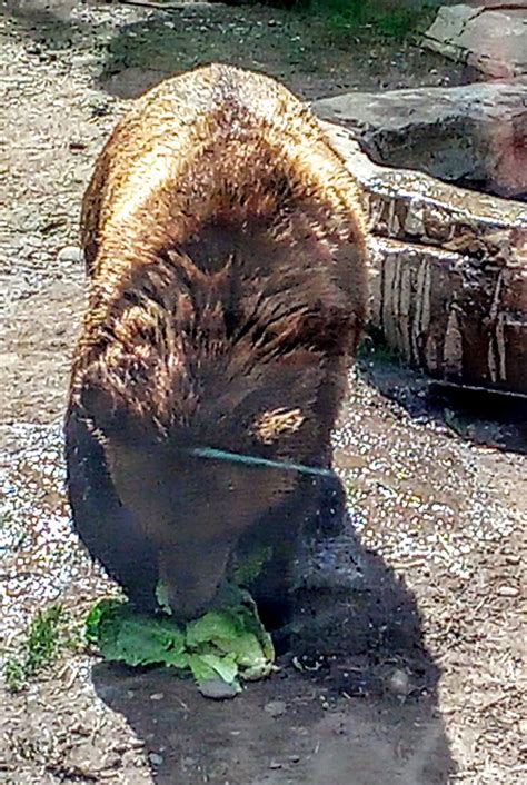 ,GOD's AWESOME ANIMALS 011215 : 8) At the zoo in Duluth MN