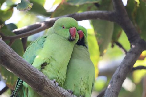 Female Indian Ringneck Mating Behavior - Avian HQ