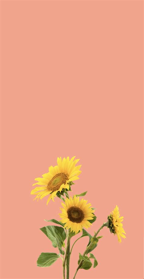 Sunflower wallpaper | Sunflower wallpaper, Iphone wallpaper stills, Simple phone wallpapers