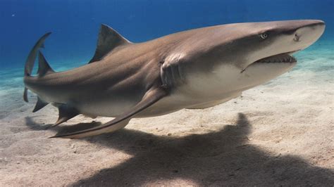 New Shedd Shark Expert on Aquarium’s Conservation Efforts | Chicago Tonight | WTTW