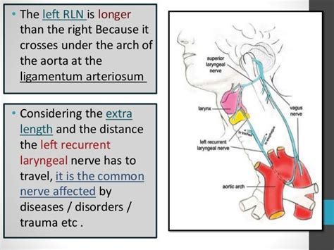 Anatomy of recurrent laryngeal nerveAnatomy of recurrent laryngeal ne…