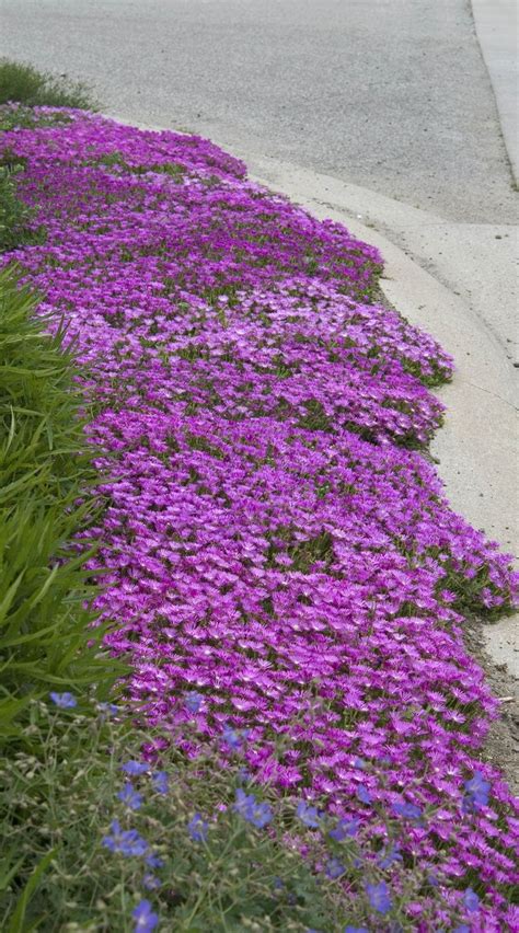 Drought Tolerant Ground Cover Phlox | ... ground-cover-drought-tolerant ...