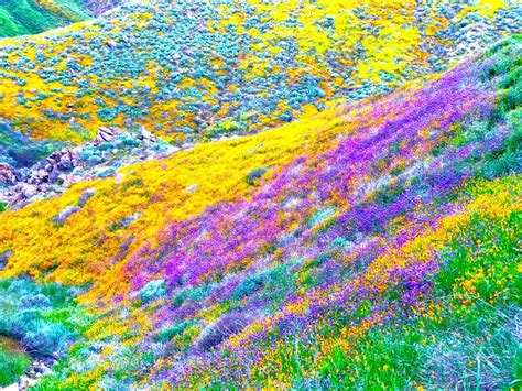 Southern California's Incredible "Super Bloom"! Here's Where You Can ...