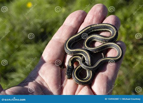 Baby Garter Snake in a Man`s Hand Stock Image - Image of horizontal ...