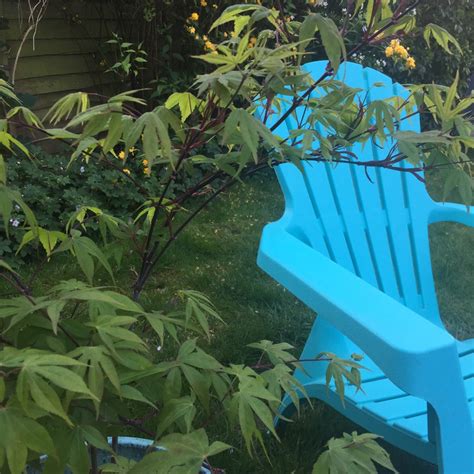 Acer Palmatum 'Osakazuki', Japanese Maple 'Osakazuki' in GardenTags plant encyclopedia