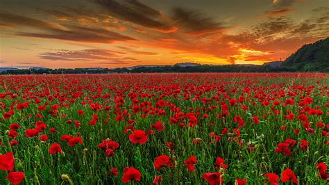 Poppy field at sunset, poppy, pretty, amazing, fiery, bonito, sunset ...