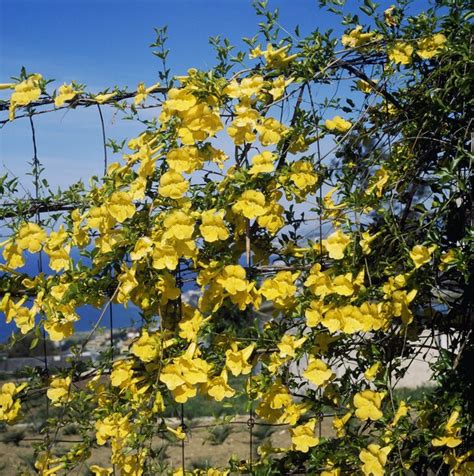 How to Plant Cat's Claw Vine | Hunker