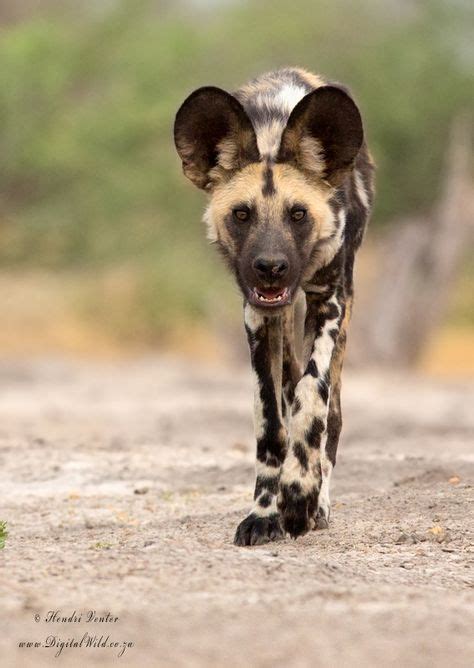 African Wild Dog captured on foot in the Okovango Delta, Botswana. | African wild dog, Animals ...