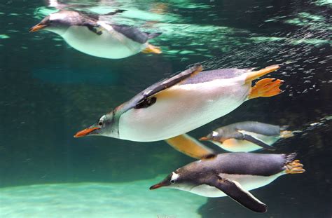 Gentoo penguins are the fastest underwater swimming bird in the world (213946) | News.lt