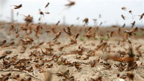 Bug nutrition boost: South Korea adds locusts to approved edible ...