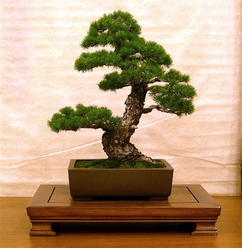 10 Adet Pinus Mugo Pumilio Bonsai Tohumu « tohumdunyasi.com.tr