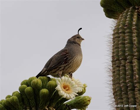 sonoran desert birds | We Heart It