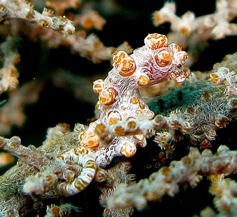 Pygmy Seahorses: Interesting Fish With Impressive Camouflage - Owlcation