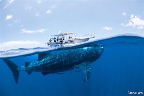 Cancun Whale Shark Tours | Snorkel with Whale Sharks in Cancun