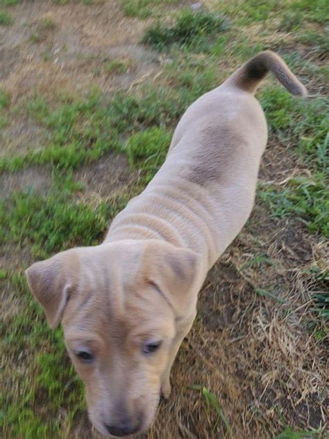 Thai Ridgeback Puppies For Sale | Ontario, CA #330006