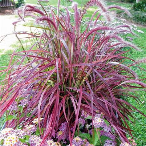 PlantWerkz: Red Fountain Grass - Pennisetum Rubrum