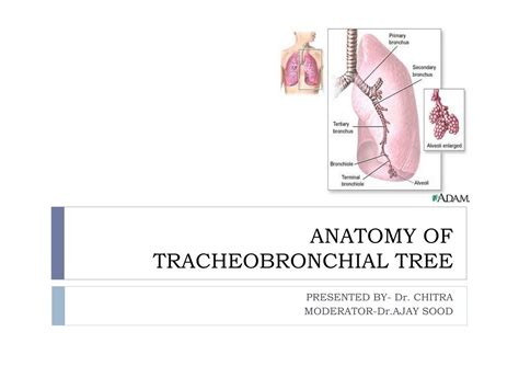 PPT - ANATOMY OF TRACHEOBRONCHIAL TREE PowerPoint Presentation, free download - ID:2028883