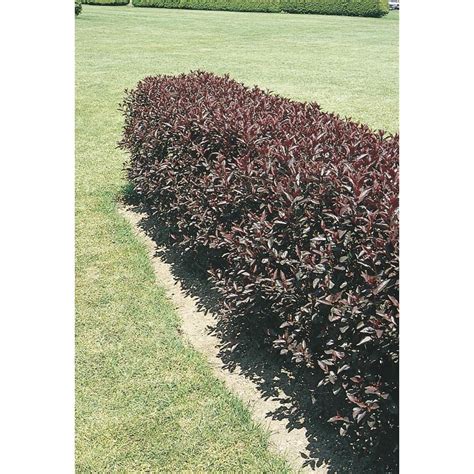 Shop Mixed Purpleleaf Sand Cherry Bush Feature Shrub (L6340) at Lowes.com