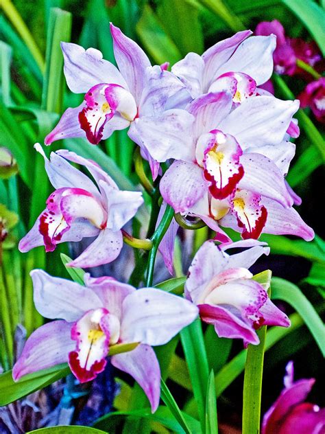 Lavender Orchids in Botanical Garden in Balboa Park in San Diego, California Photograph by Ruth ...