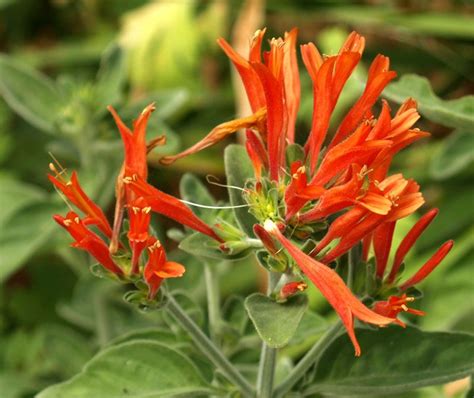 HUMMINGBIRD PLANT (Dicliptera suberecta). Fills out nicely in filtered ...