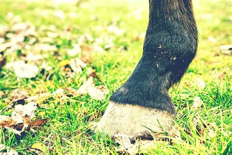 Best Hoof Supplements For Barefoot Horses - Horse Meta