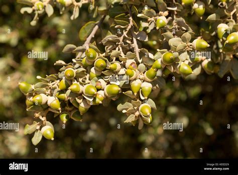 Acorns on oak tree hi-res stock photography and images - Alamy