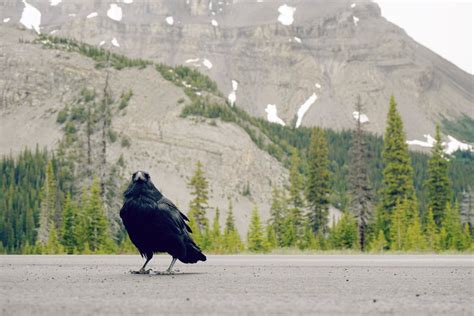 Black Crow Bird · Free Stock Photo