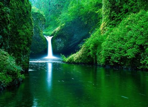 Falls in a Lush Green Background, water, lush and dense trees, river, green foliage, HD ...